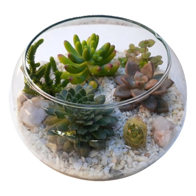 Terrario Suculenta Vidrio N°3 Souvenir Eventos Regalos\u002F 12cm | MercadoLibre