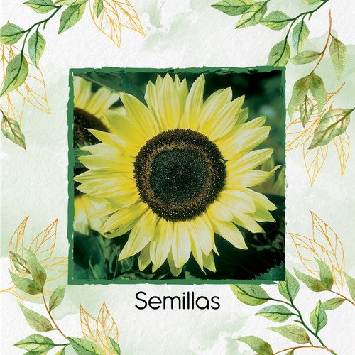 100 Semillas De Flor Girasol Monshine + Obsequio Germinación