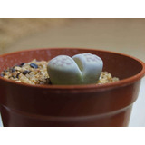 Cactus Lithops - Flor De Piedra 
