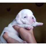 Bellos Bulldog Frances Machos Y Hembras Gen Blue, Papa Merle