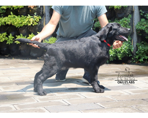 Cachorros Cobrador De Labrador Pedigree Internacional 