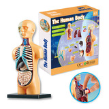 Kit De Aprendizaje Modelo Cuerpo Humano Órganos Montaje Simp