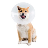 Collar Isabelino Para Mascota Protección N° 5 Perro 
