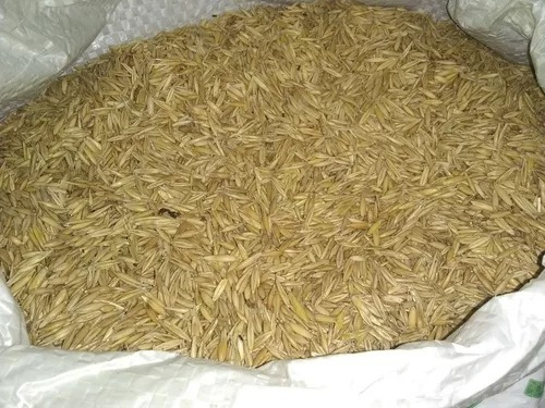 Avena Forrajera Caballos, Gallinas, Sustrato Hongos X 25 Kg.