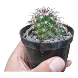Cactus De Diferentes Especies En Matera P7