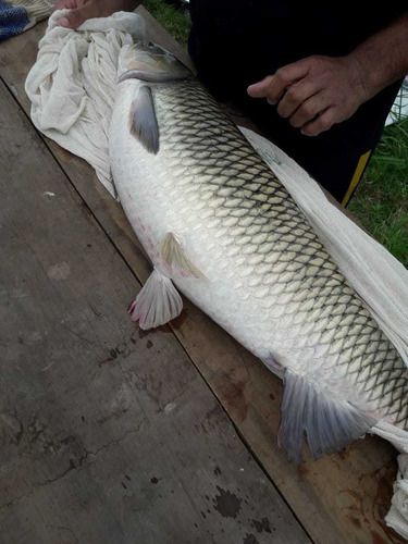 Alevino De Salmon Siberianos O Sogios O Carpas Vegetarianas 