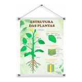 Banner Escolar Ciências Botânica Partes Das Plantas 85x66