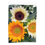 120 Sem. Girasol Procut White Nite, White Lite Vincent Fresh