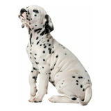 Cachorros Dalmata Disponibles Bucaramanga Perros Cali