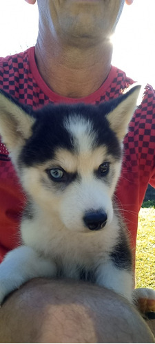 Husky Siberiano, 1000 Avista 1200 Parcelado