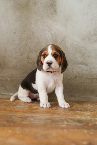 Cachorros Beagle #05
