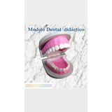 Modelo Dental Didáctico