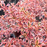 Coprosma Tequila Arbusto Ornamental