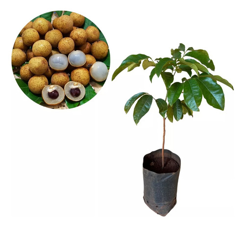 Planta De Longan - Ojo De Dragón - Frutal Exótico!!