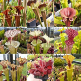 Kit De Cultivos De Plantas Carnívoras, Sarracenia Mix 