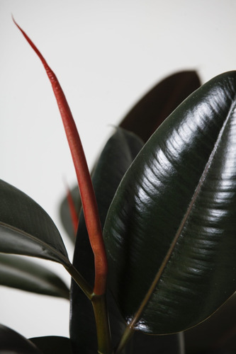 Planta Gomero Negro/ Rojo / Árbol De La Goma/ficus Elastica