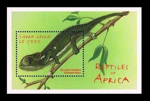 Fauna - Reptil - Camaleón - Sierra Leona - Mint