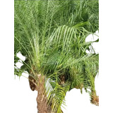 Palmera Fenix Maceta X 30 Lt.de Cultivo Soplada Negra.