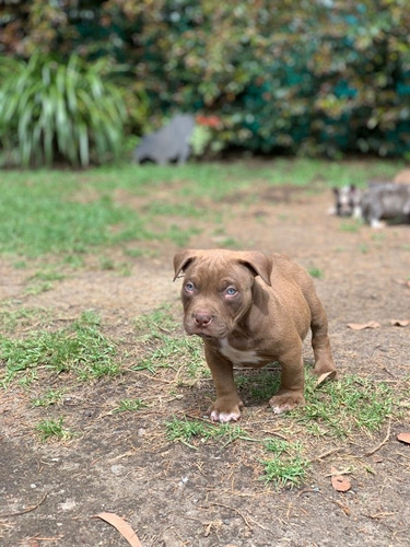 Cachorros American Bully 