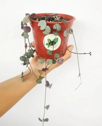 Ceropegia Woodii