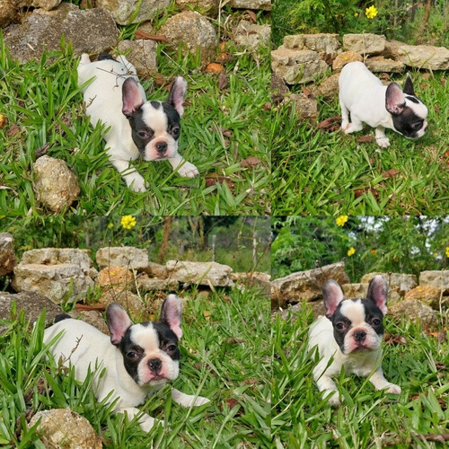 Bulldog Francês Fêmea Pied