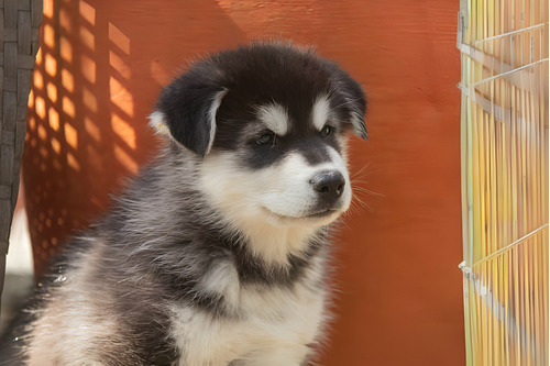 Perros Alaskan Malamute Con Registro Cachorros Puppy Pet Can