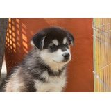 Perros Alaskan Malamute Con Registro Cachorros Puppy Pet Can