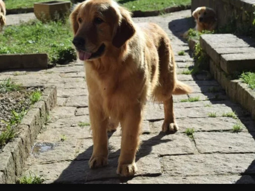 Golden Retriever 