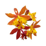 Muda Epidendrum Cor Laranja Com Pintas, Como Na Foto.