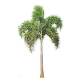 Palmera Cola De Zorro, Wodyetia Bifurcata  Venta Granpalmera