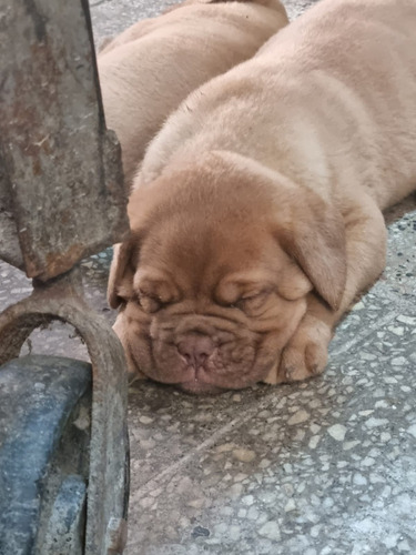 Cachorra Dogo De Burdeos De Pelaje Corto