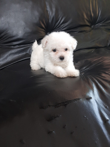 Cachorros Bichon Frise Seña 