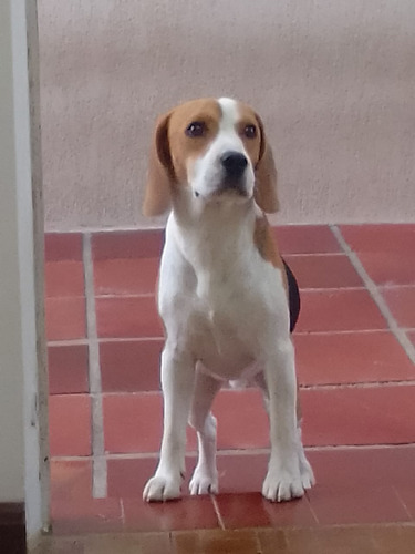 Doação De Beagle 1 Ano De Idade