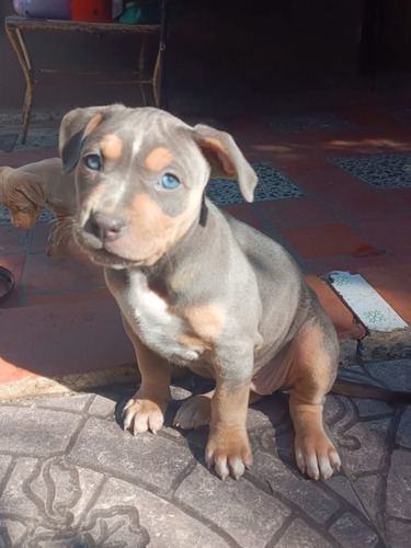 Cachorros Pitbull Blue Tricolor Y Silver Tricolor 