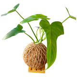 Kokedama Panduriforme (philodendron Bipennifolium)