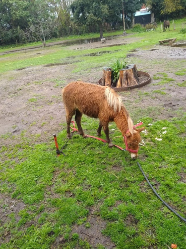 Caballos Y Yeguas Pony