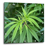 3drose Vista De Primer Plano De La Planta De Marihuana, Malk