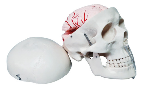 Cráneo Humano Adulto Con Cerebro Desmontable En 8 Pz