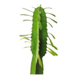 Cactus Euphorbia 