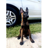 Pastor Belga Malinois Carbonados 