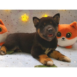 Shiba Inu Entrega Inmediata, 100% Puros, De Rk Puppies.