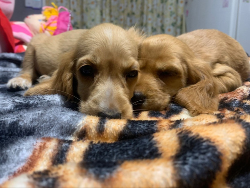 Cachorros Cocker Spaniel,,,,