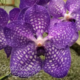 Orquídea Vanda Diversas Cores - Tamanho Adulto