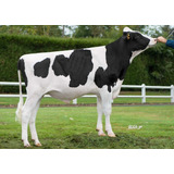 Semen Bovino Holstein - Lechero