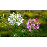 Semillas De Flor Cleome O Flor Araña Mix Colores