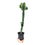 Cactus Euphorbia Verde