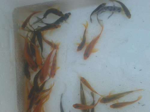 Peces Carpas Koi Brillantes, 7  Cm