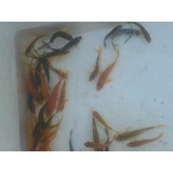 Peces Carpas Koi Brillantes, 7  Cm