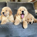 Cachorros Golden Retriever.