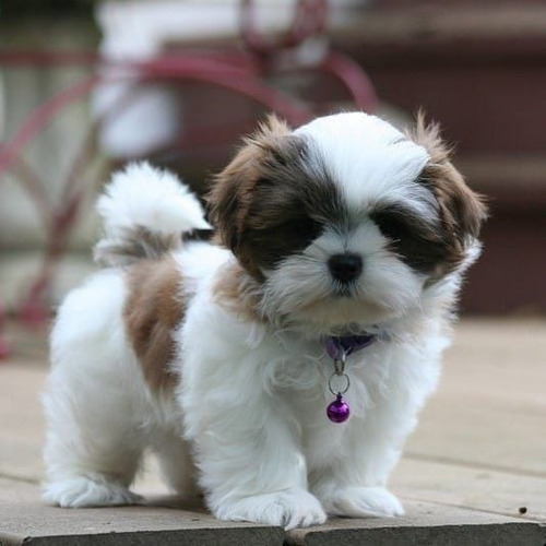 Shihtzu Cachorros Padres Importados